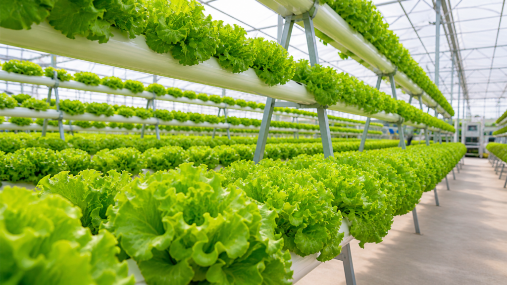 Residency in Panama through agricultural investment, Residencia en Panamá por inversión agraria, Residenza a Panama per investimento agricolo